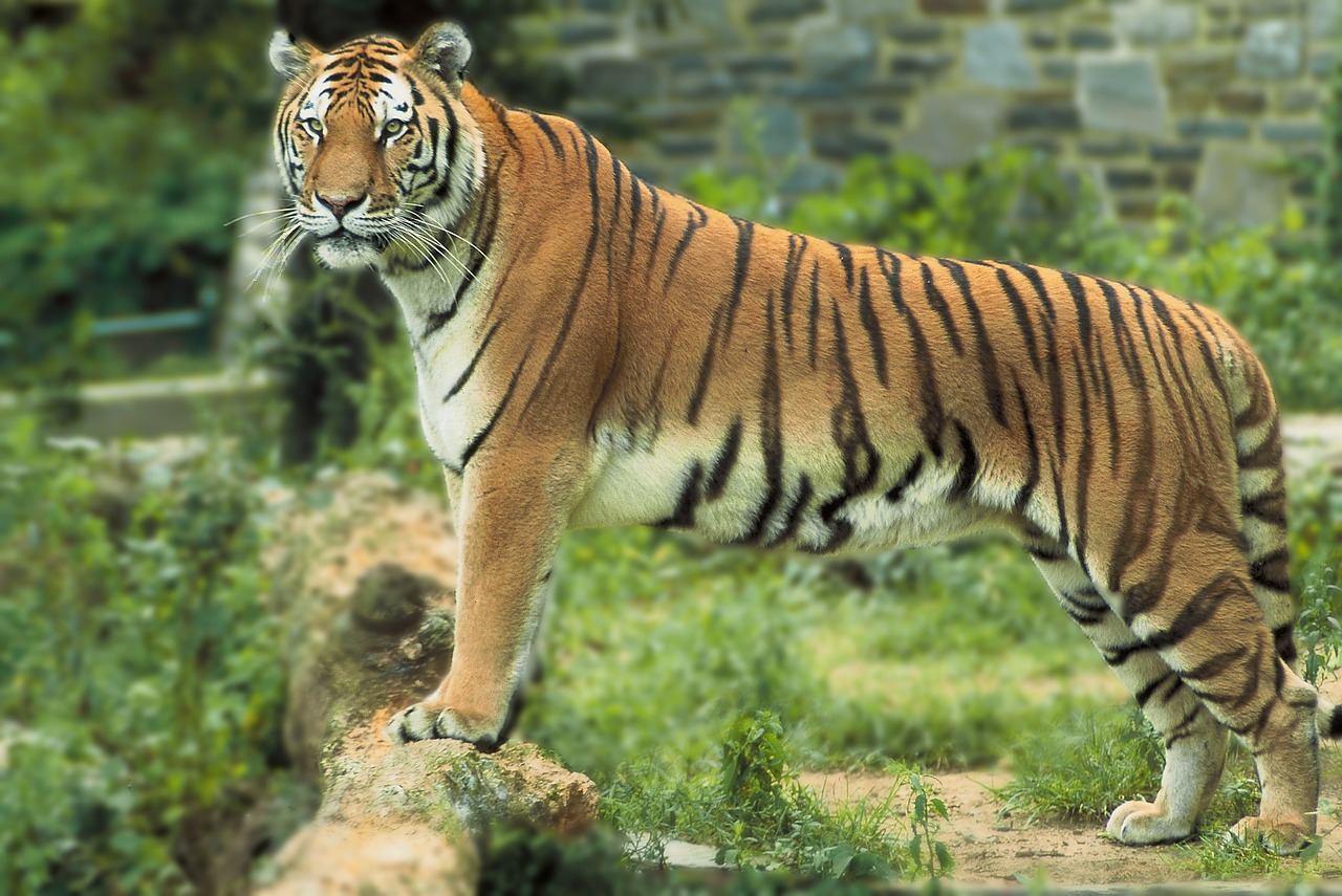 Bengališkas Tigras, Tigras, Stovintis, Laukinis Gyvūnas, Didelė Katė, Žiūri, Laukinė Gamta, Gamta, Zoologijos Sodas, Nemokamos Nuotraukos