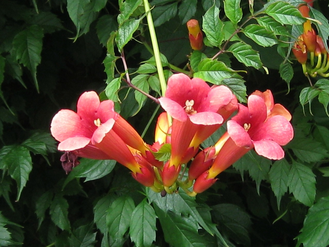 Bengalijos Trimito Vynmedis, Raudona Gėlė, Laipiojimo Gėlė, Gėlių, Augalai, Natūralus, Žiedas, Žydėti, Žiedlapiai, Botanikos