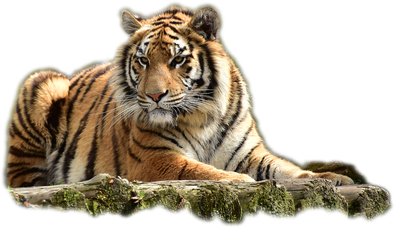 Bengališkas Tigras,  Tigras,  Didelė Katė,  Pavojingas,  Plėšrūnas,  Katė,  Wildcat,  Padaras,  Sublime,  Gyvūnas