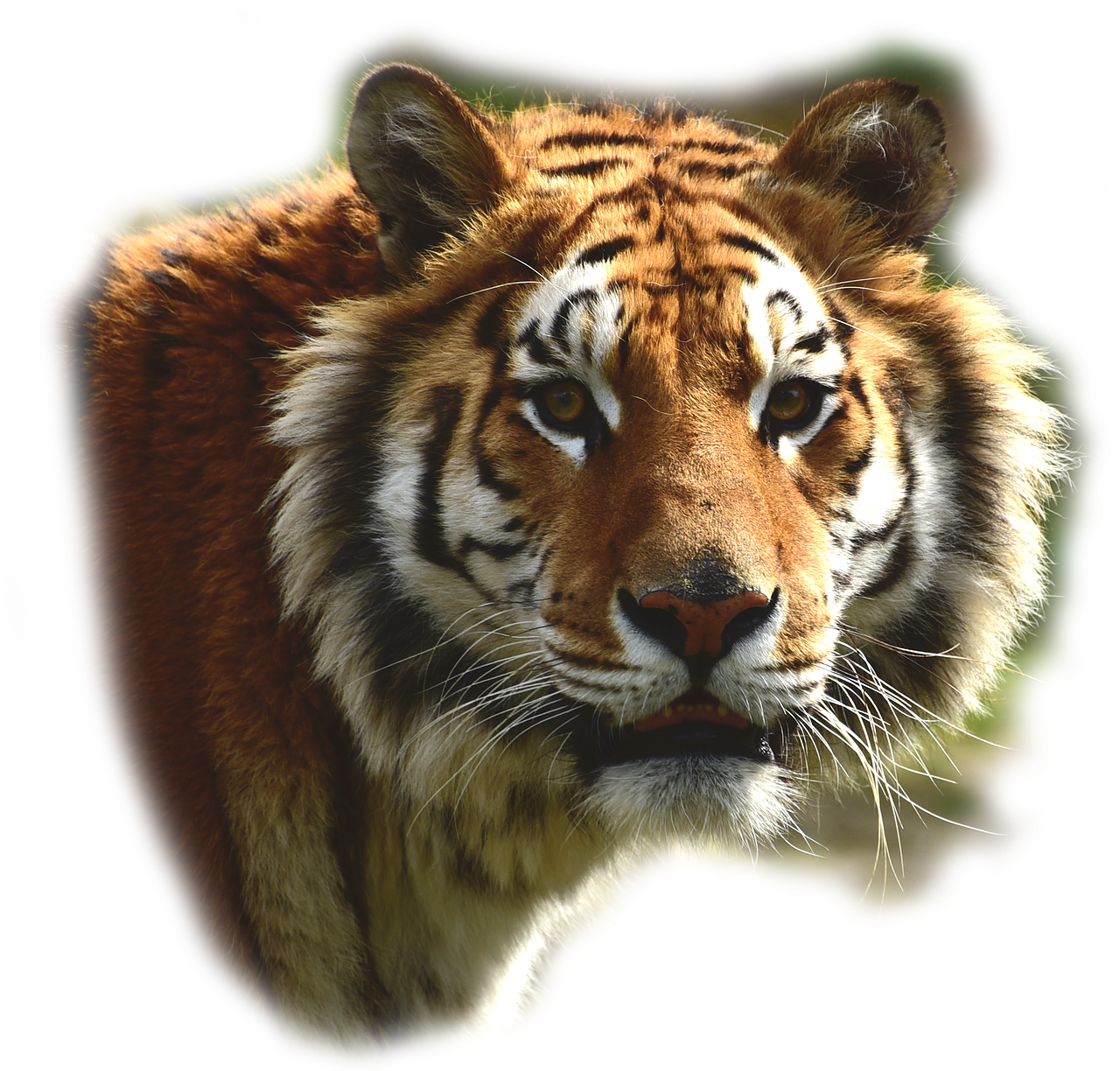 Bengališkas Tigras,  Tigras,  Didelė Katė,  Pavojingas,  Plėšrūnas,  Katė,  Wildcat,  Padaras,  Sublime,  Gyvūnas