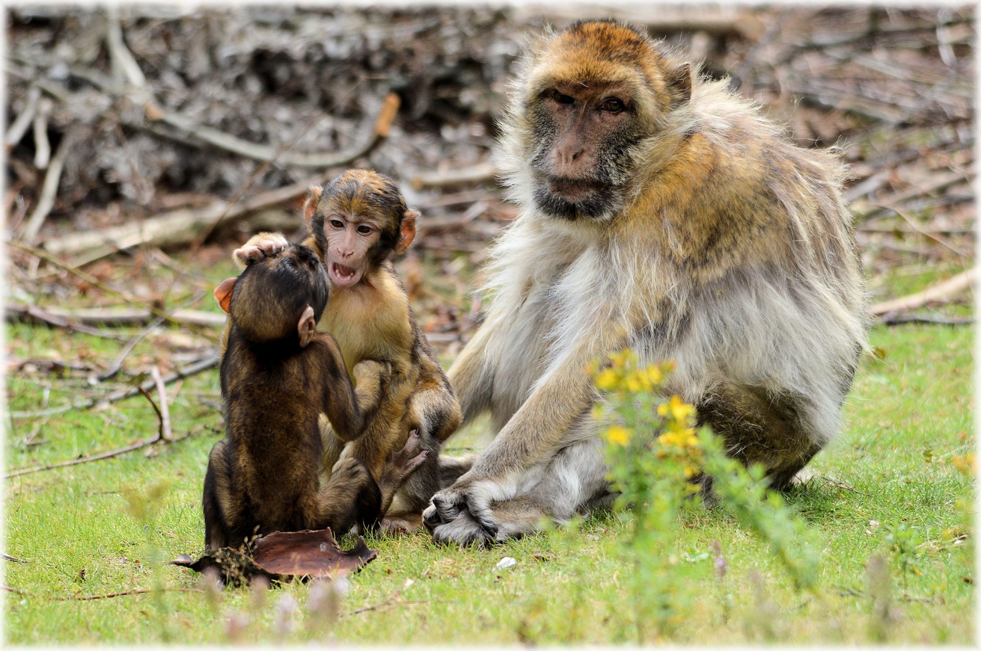 Barbarai & Nbsp,  Makakos,  Beždžionė,  Kūdikis & Nbsp,  Beždžionė,  Gyvūnas,  Zoologijos Sodas,  Barbary Macaque 5, Nemokamos Nuotraukos,  Nemokama Licenzija