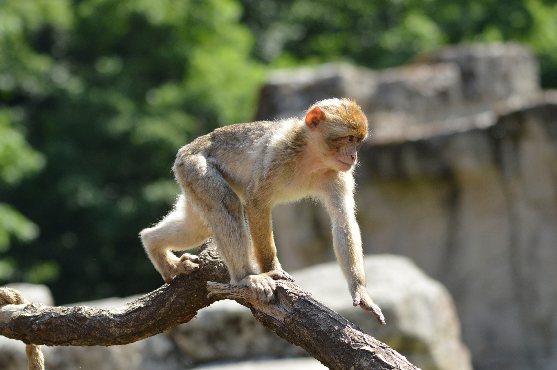 Ape,  Beždžionė,  Berberis,  Berberio Beždžionė, Nemokamos Nuotraukos,  Nemokama Licenzija