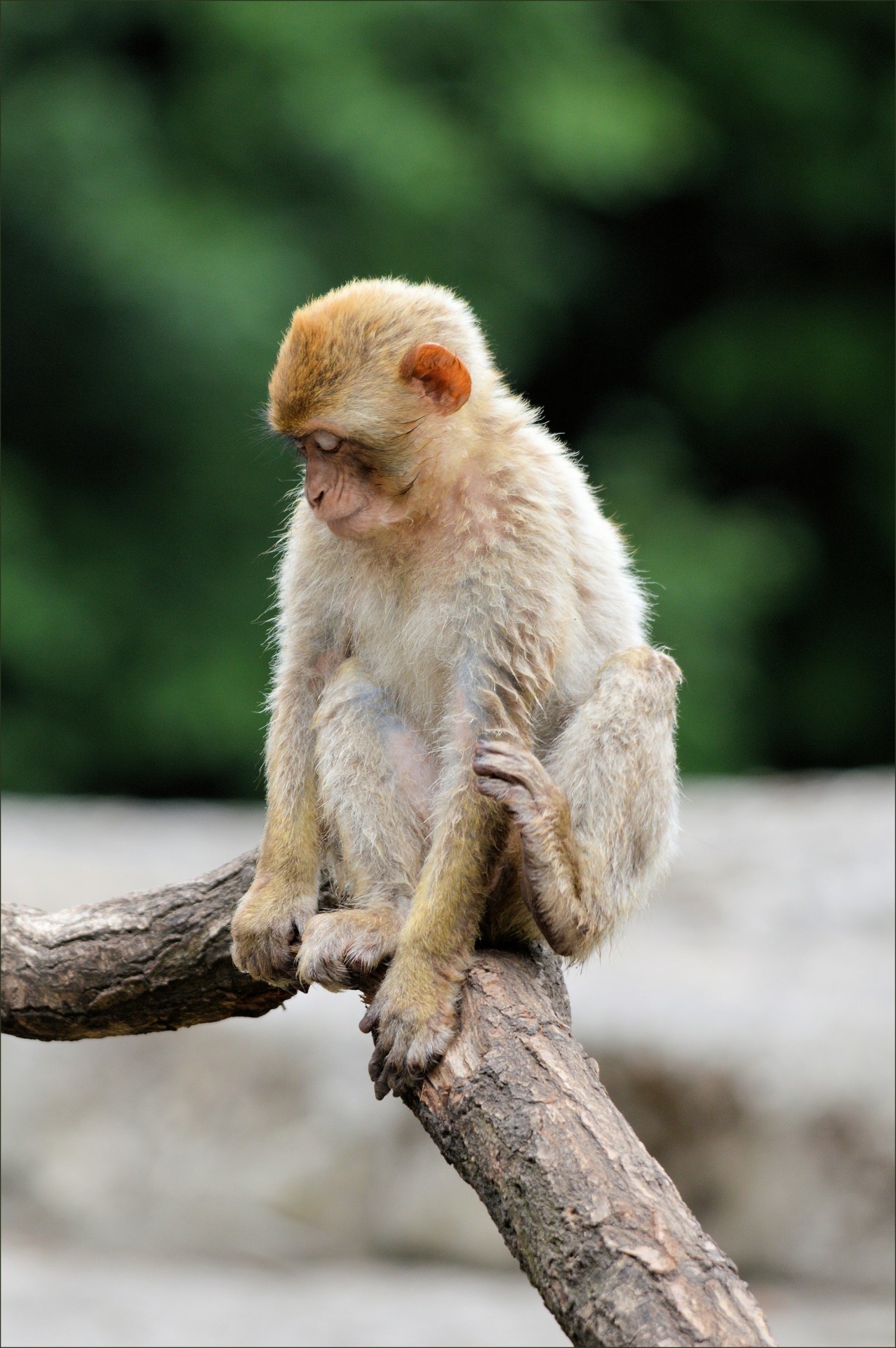 Ape,  Beždžionė,  Berberis,  Berberio Beždžionė, Nemokamos Nuotraukos,  Nemokama Licenzija