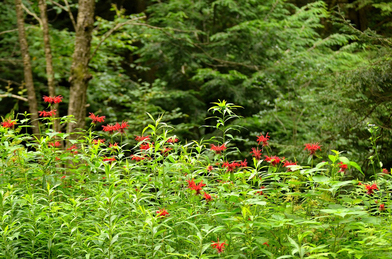 Bergamotis, Gėlė, Bičių, Balzamas, Wildflower, Laukiniai, Žydėti, Gamta, Augalas, Žolė