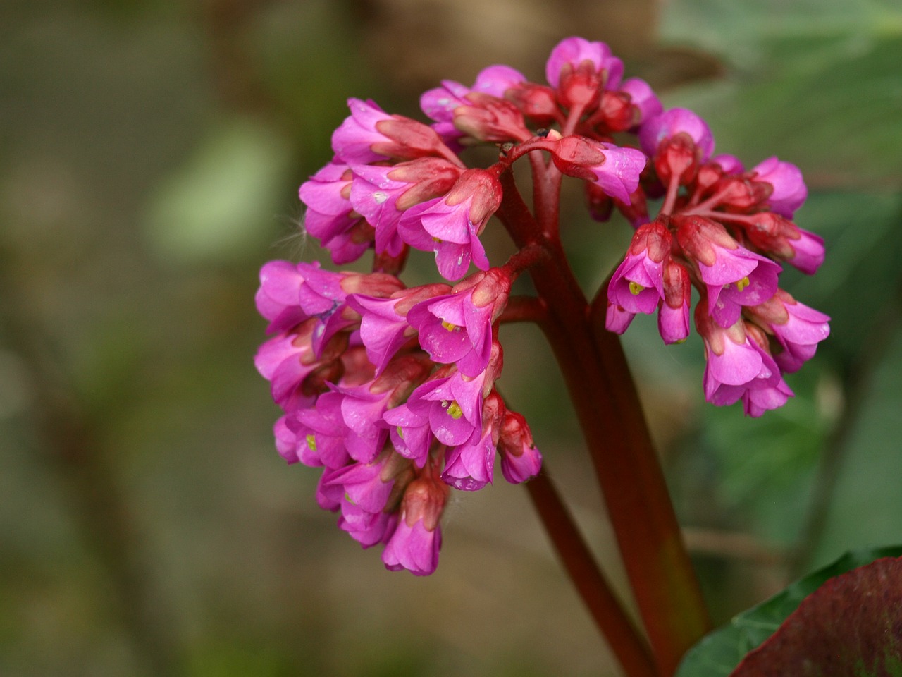 Bergenia, Gėlė, Rožinis, Žydėti, Krūmas, Augalas, Nemokamos Nuotraukos,  Nemokama Licenzija