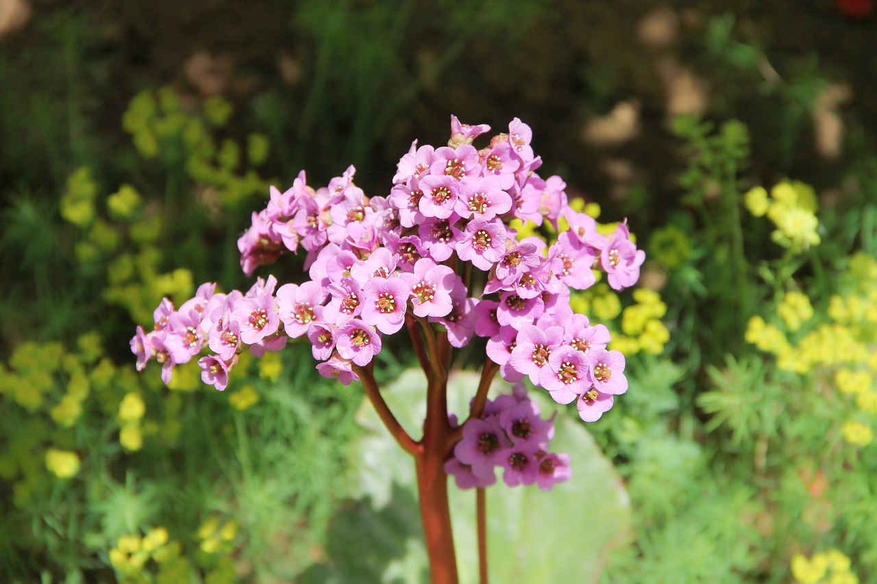 Bergenia,  Nusistovėjusi Wurz,  Rock Trupinimo Įrenginys,  Gėlė,  Žiedas,  Žydi,  Rožinis,  Augalų,  Dekoratyvinių Krūmų,  Uolaskėliniai