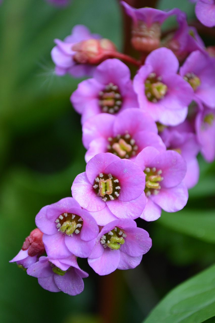 Bergenia, Nusistovėjusi Burna, Uolienų Smulkinimo Įrenginys, Žolė, Rožinis, Violetinė, Spalva, Spalvinga, Gėlė, Žiedas