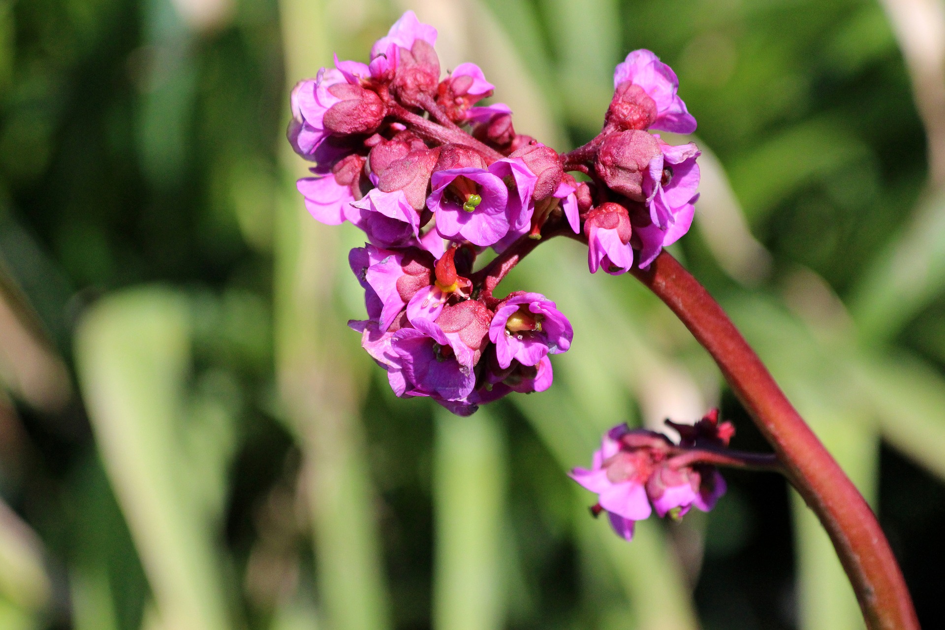 Bergenia Crassifolia, Saksifražas, Crassifolia, Mongolijos Arbata, Žiedynas, Gėlės, Vaistinis Augalas, Augalas, Purpurinės Gėlės, Flora