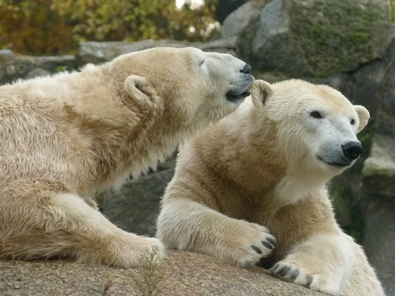 Berlynas, Zoologijos Sodas, Baltos Lokys, Nemokamos Nuotraukos,  Nemokama Licenzija