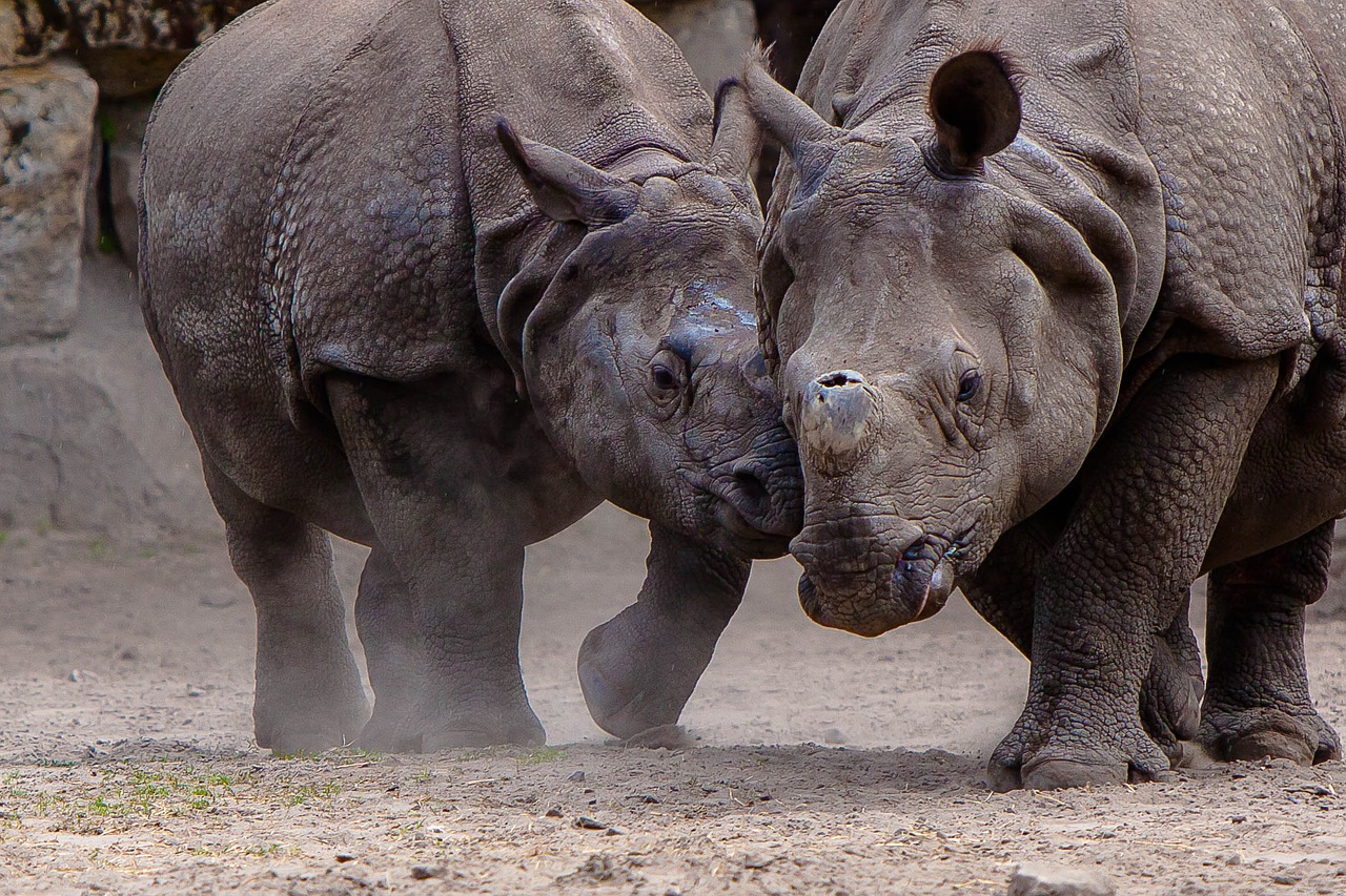 Berlynas, Zoologijos Sodas, Rhino, Nemokamos Nuotraukos,  Nemokama Licenzija