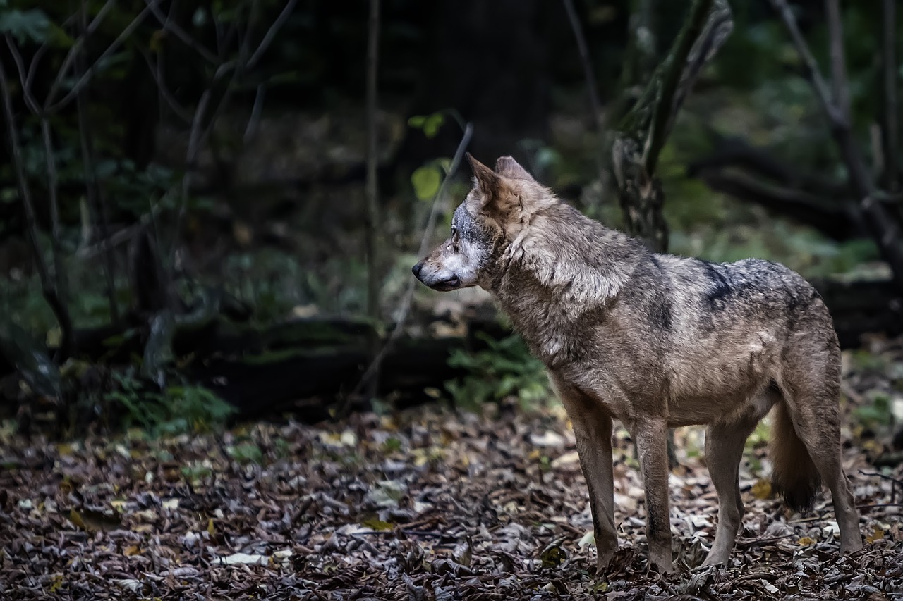 Berlynas, Zoologijos Sodas, Isegrim, Vilkas, Nemokamos Nuotraukos,  Nemokama Licenzija