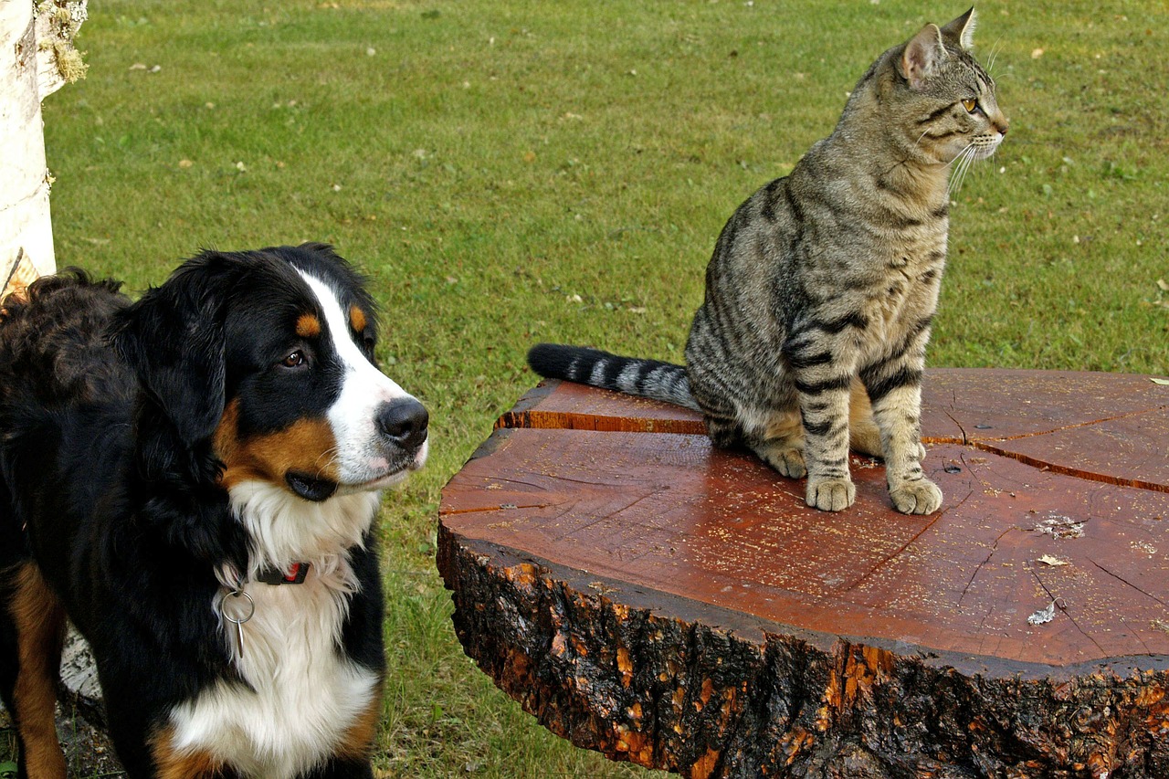 Berni Kalninis Šuo, Šunys, Tabby, Dryžuotas, Katė, Kačių, Augintiniai, Žiūrėti Sinchroną, Gyvūnai, Dėmesio