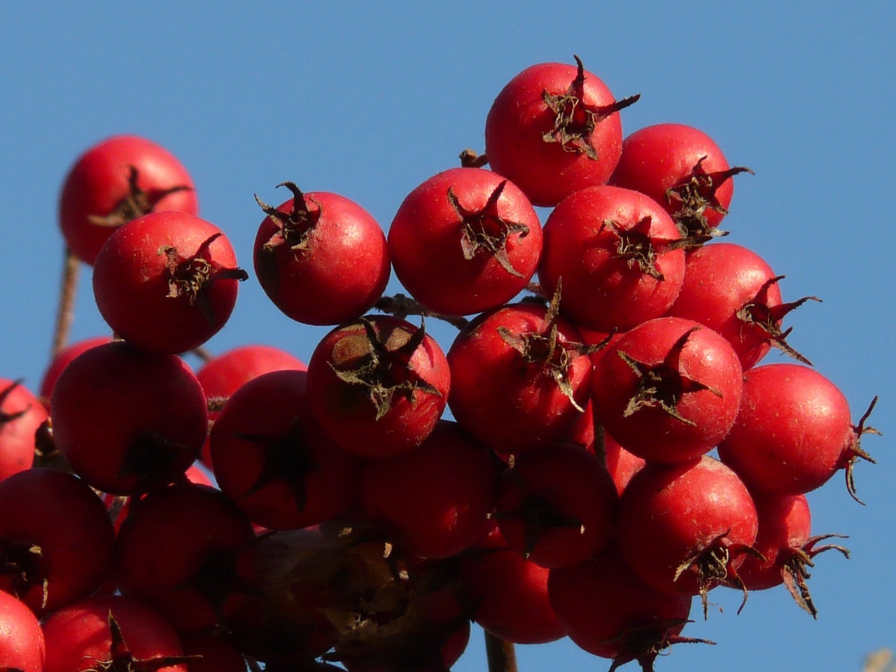 Uogos, Vaisiai, Raudona, Medis, Uogų Raudona, Odinis Lapelis Weißdorn, Sūrio Obuolys, Crataegus, Gudobelė, Crataegus Crus Weißdorn