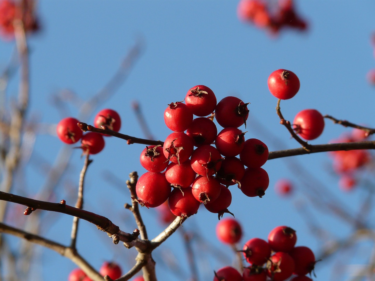 Uogos, Vaisiai, Raudona, Medis, Uogų Raudona, Odinis Lapelis Weißdorn, Sūrio Obuolys, Crataegus, Gudobelė, Crataegus Crus Weißdorn