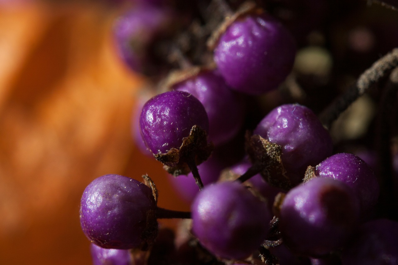 Uogos, Gamta, Augalas, Ruduo, Violetinė, Oranžinė, Flora, Violetinė, Floristika, Makro