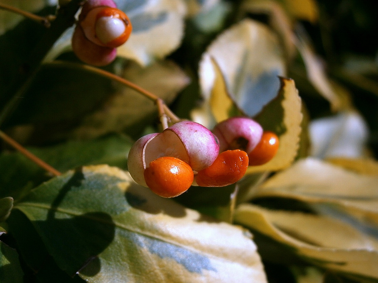 Uogos, Uogos, Vaisiai, Užpildas, Augalas, Krūmas, Dekoratyvinis Krūmas, Periwinkle, Raudona, Mėsingas