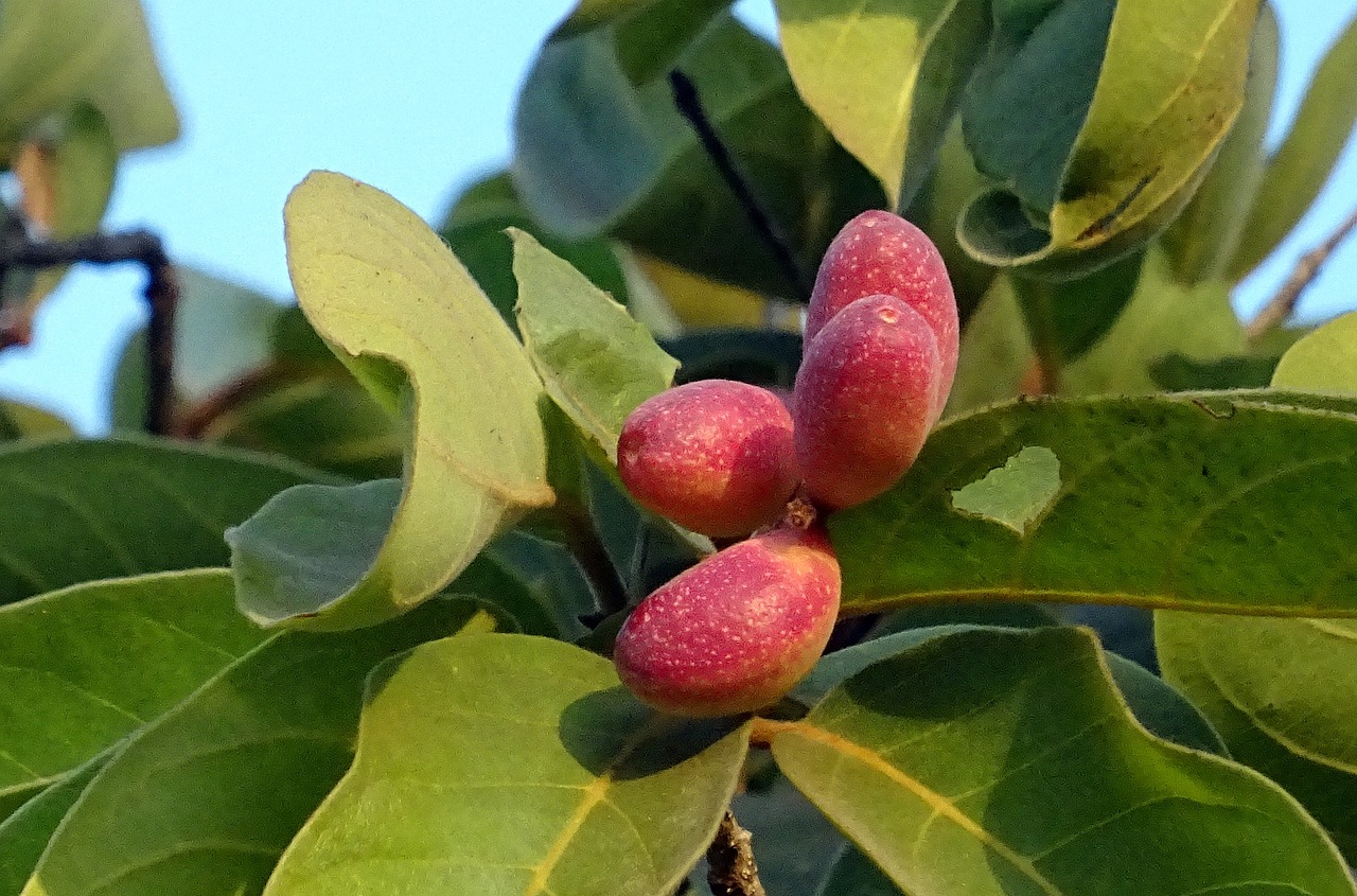 Uogos, Uogos, Laukiniai, Slyva, Vaisiai, Sahyadri, Vakarų Gatas, Flora, Karnataka, Indija