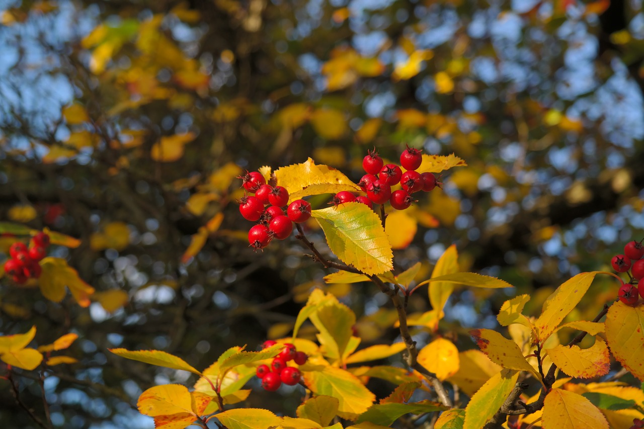 Uogos, Vaisiai, Raudona, Medis, Lapai, Uogų Raudona, Odinis Lapelis Weißdorn, Sūrio Obuolys, Crataegus, Gudobelė