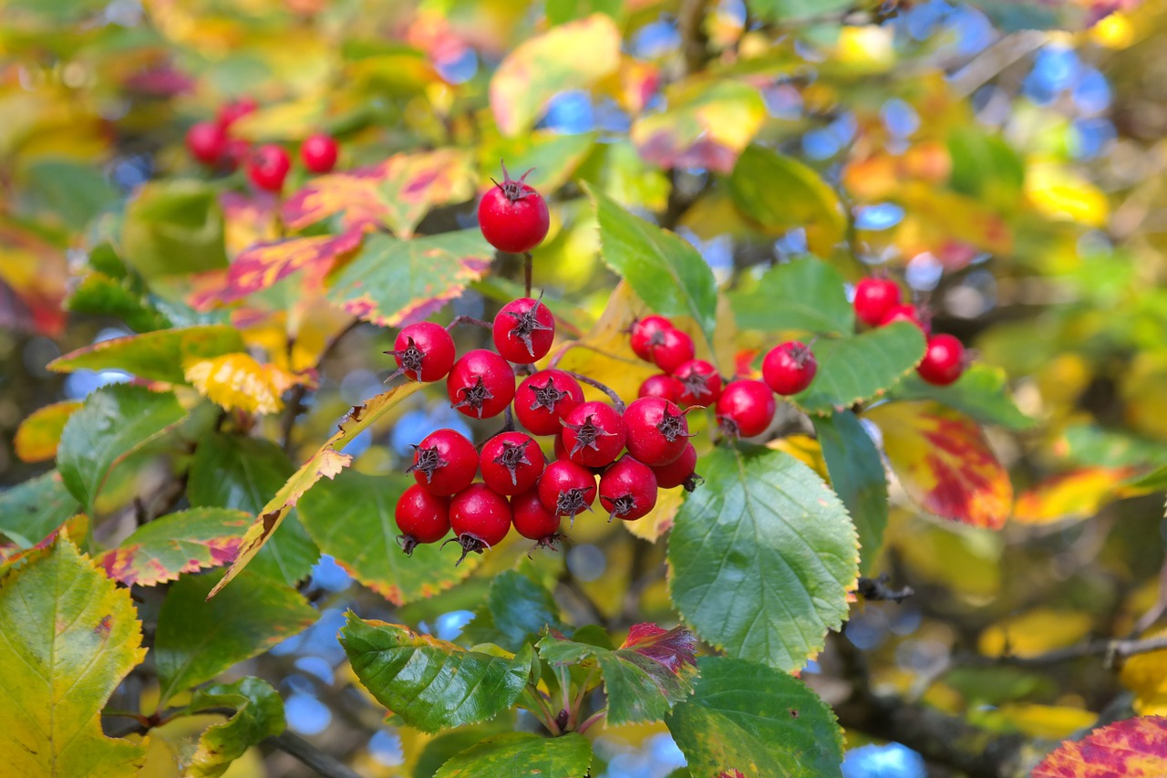 Uogos, Vaisiai, Raudona, Medis, Lapai, Uogų Raudona, Odinis Lapelis Weißdorn, Sūrio Obuolys, Crataegus, Gudobelė