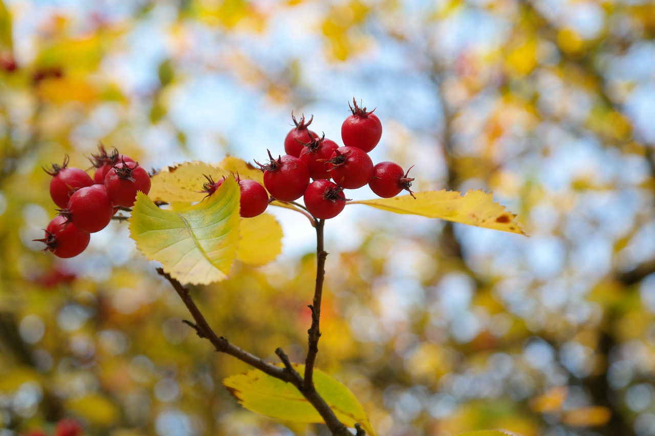 Uogos, Vaisiai, Raudona, Medis, Lapai, Uogų Raudona, Odinis Lapelis Weißdorn, Sūrio Obuolys, Crataegus, Gudobelė