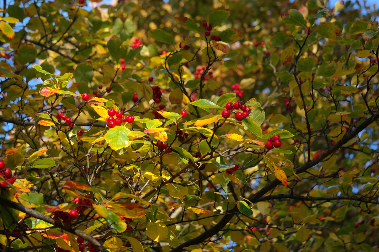 Uogos, Vaisiai, Raudona, Medis, Lapai, Uogų Raudona, Odinis Lapelis Weißdorn, Sūrio Obuolys, Crataegus, Gudobelė