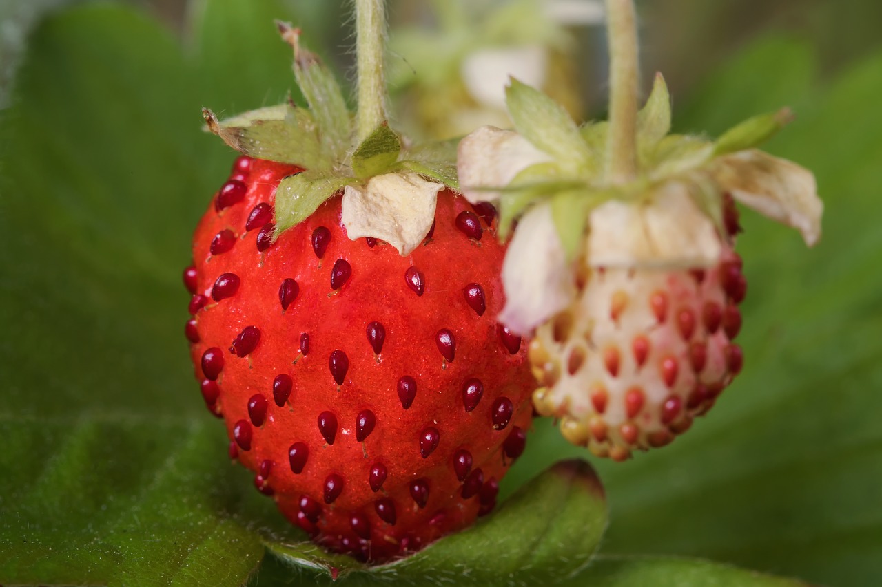 Uogos, Gamta, Fragaria Vesca, Vaisiai, Laukinės Braškės, Braškės, Riešutų Vaisiai, Rožių Šeimos, Rosaceae, Vaisiai