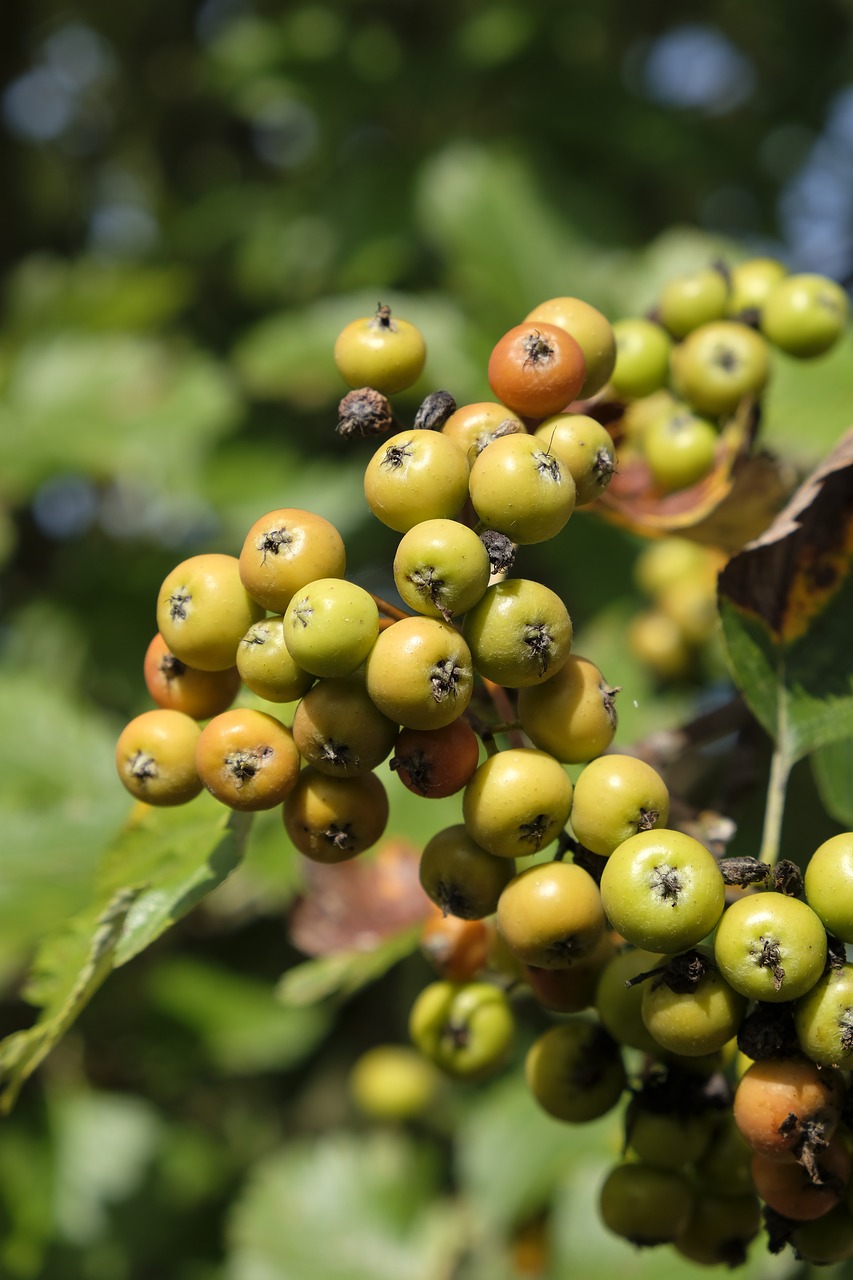 Uogos, Miltų Uogos, Sorbus, Paprastosios Gervuogės, Rowan, Laukiniai Medžiai, Vaisiai, Šventasis Vaisius, Vaisiai, Augalas