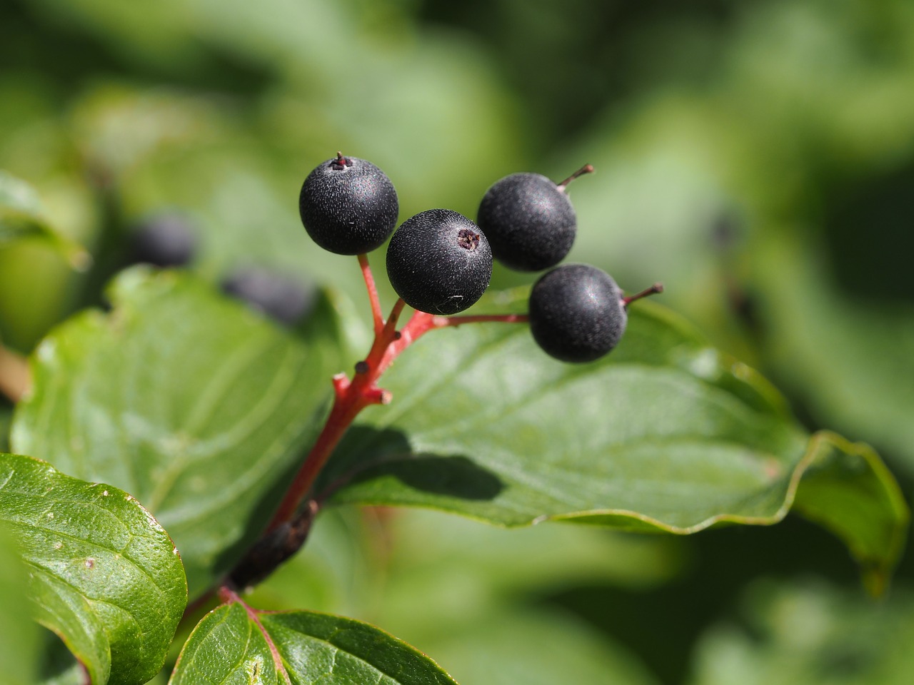 Uogos, Vaisiai, Vaisiai, Gamta, Raudona, Krūmas, Sodas, Uogų Raudona, Minkšti Vaisiai, Nebaigtas