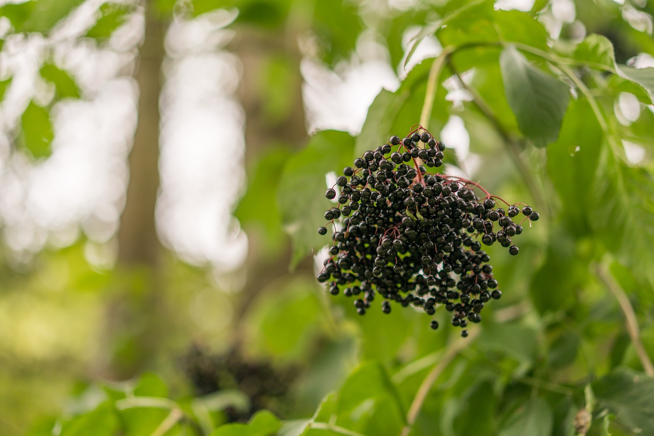 Uogos, Miško Vaisiai, Gamta, Bokeh, Nemokamos Nuotraukos,  Nemokama Licenzija