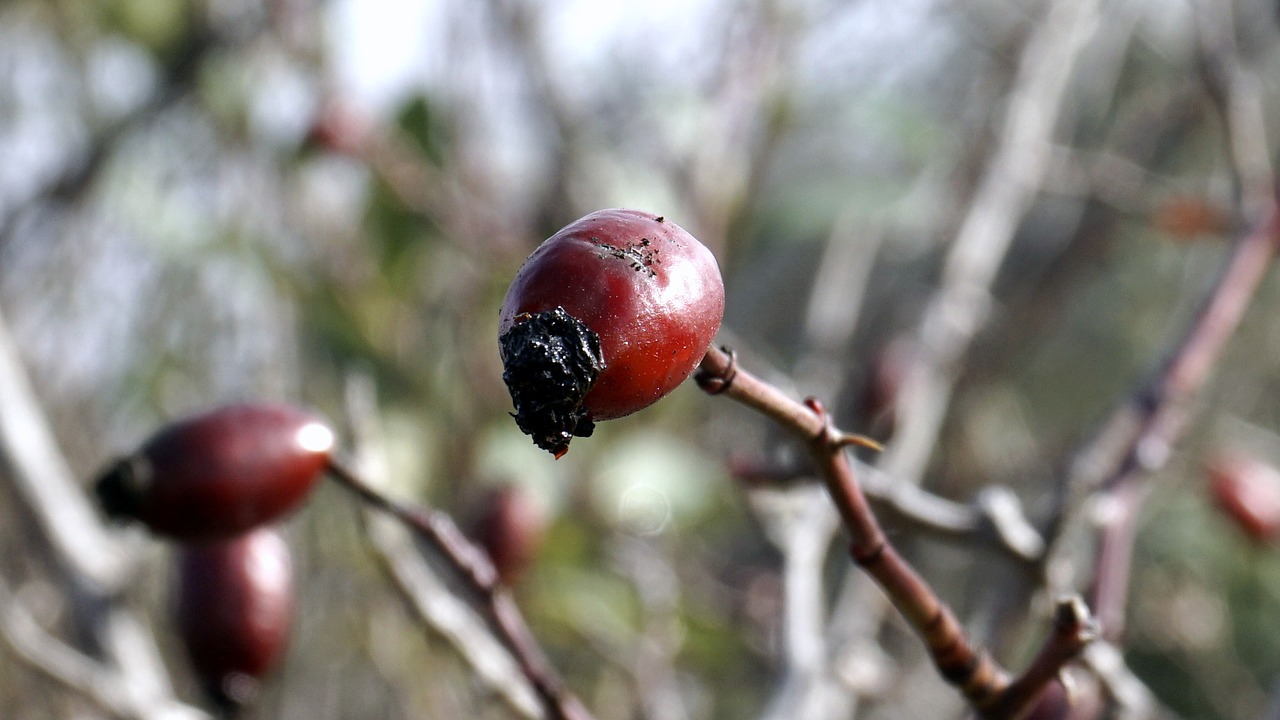 Uogos, Raudona, Rosehip, Laukiniai Vaisiai, Laukiniai, Gamta, Augalai, Vaisiai, Krūmas, Lapai