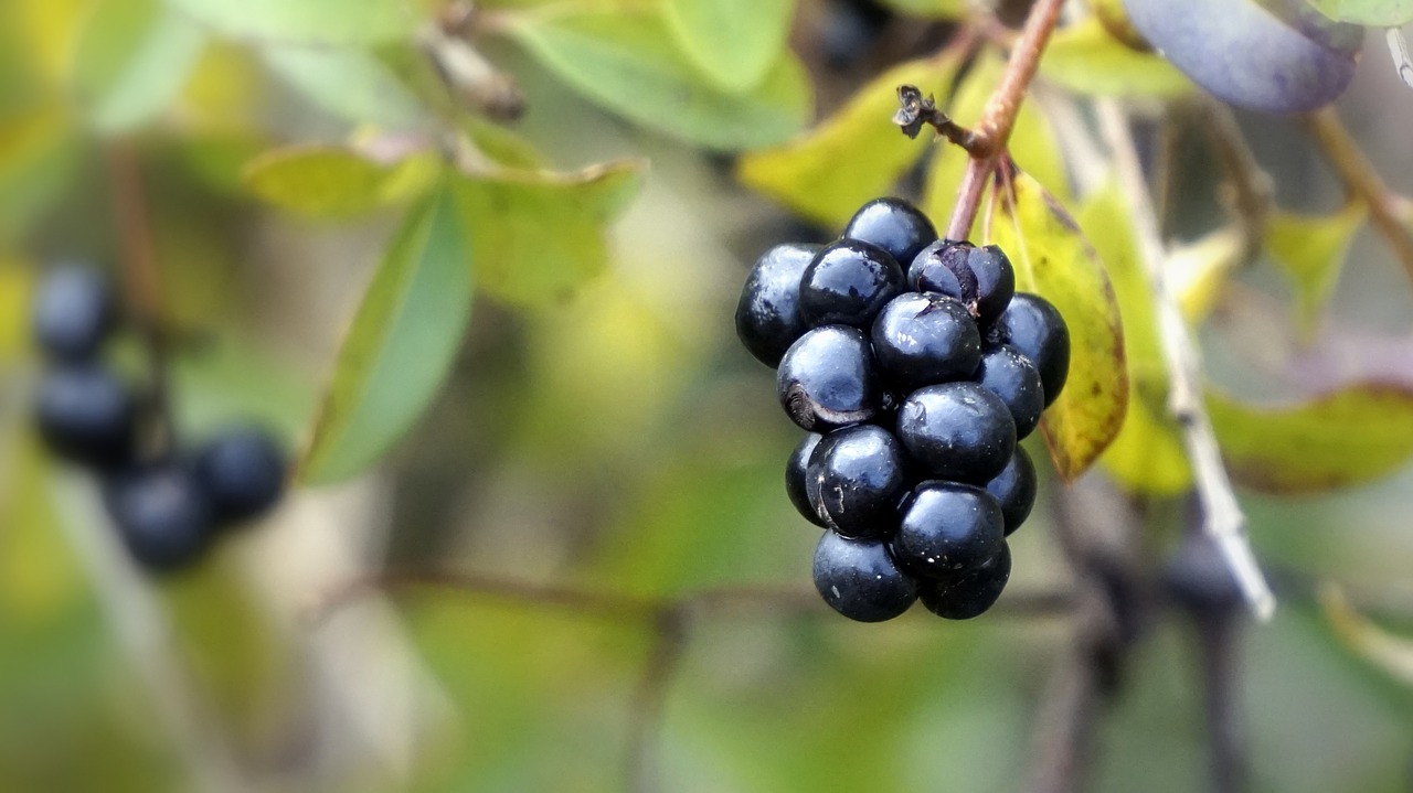 Uogos, Juoda, Laukiniai, Vaisiai, Ruduo, Miškas, Augalai, Klasteris, Lapai, Gamta