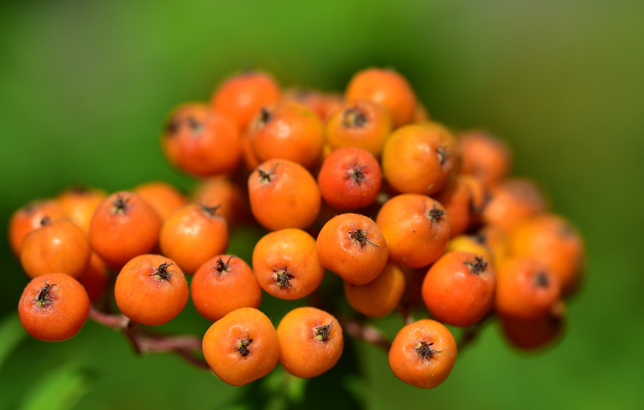 Uogos,  Rowanberries,  Pobūdį,  Krūmas,  Augalų,  Vaisiai,  Iš Arti,  Oranžinė,  Lova,  Makro