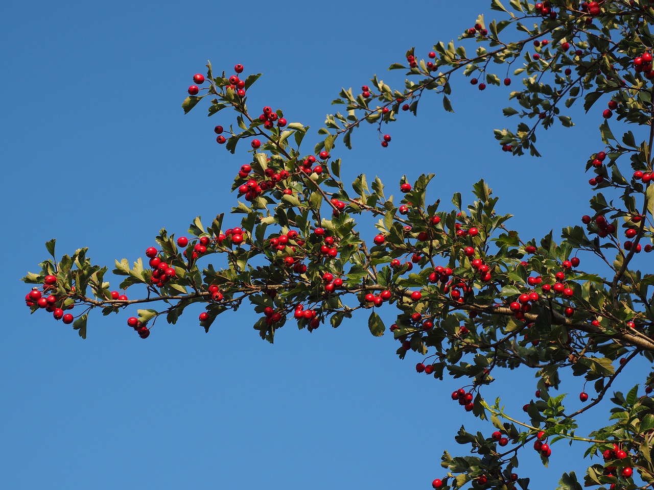 Uogos, Vaisiai, Raudona, Eingriffeliger Gudobelis, Krūmas, Apsidraudimas, Lapai, Estetinis, Crataegus Monogyna, Gudobelė