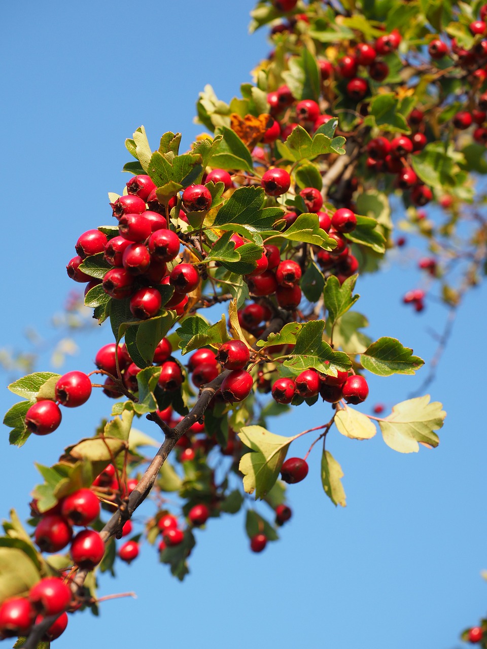 Uogos, Vaisiai, Raudona, Užpildyti, Eingriffeliger Gudobelis, Krūmas, Apsidraudimas, Lapai, Estetinis, Crataegus Monogyna