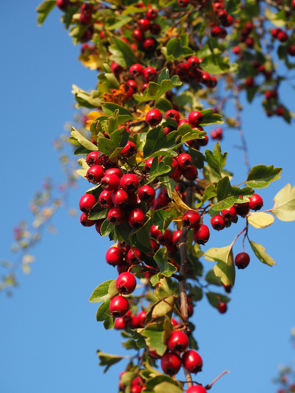 Uogos, Vaisiai, Raudona, Eingriffeliger Gudobelis, Krūmas, Apsidraudimas, Lapai, Estetinis, Crataegus Monogyna, Gudobelė