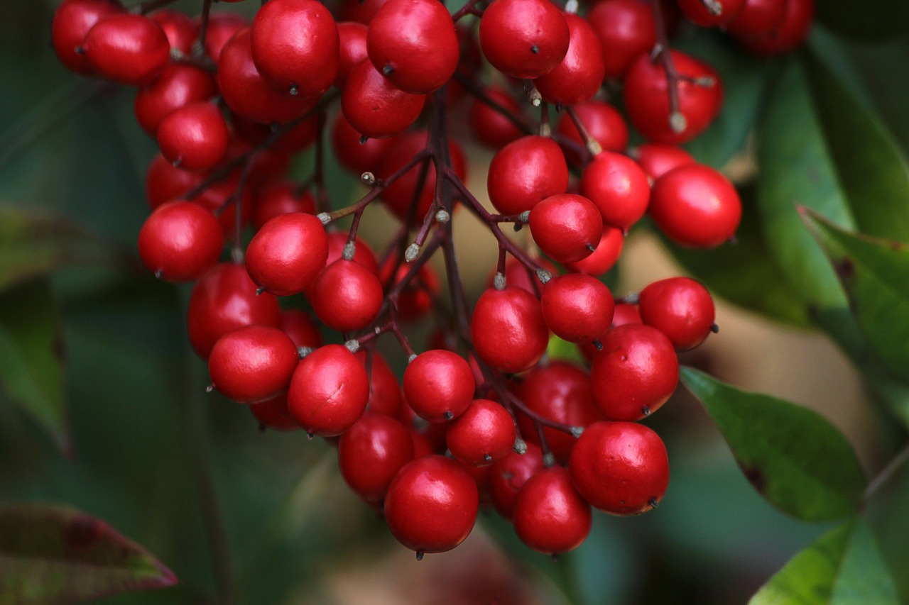 Uogos, Raudona, Nandina, Dangaus Bambukas, Visžalis, Toksiškas, Vaisiai, Nemokamos Nuotraukos,  Nemokama Licenzija