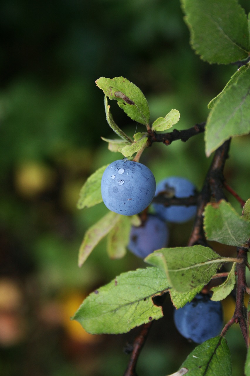 Uogos, Uogų Derlius, Krūmas, Uogų Vaisiai Krūmas, Gamta, Sodas, Pasėlių, Augalas, Nemokamos Nuotraukos,  Nemokama Licenzija