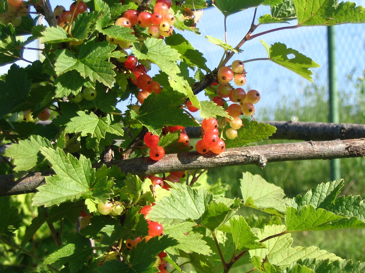 Uogos, Serbentų, Derlius, Nemokamos Nuotraukos,  Nemokama Licenzija