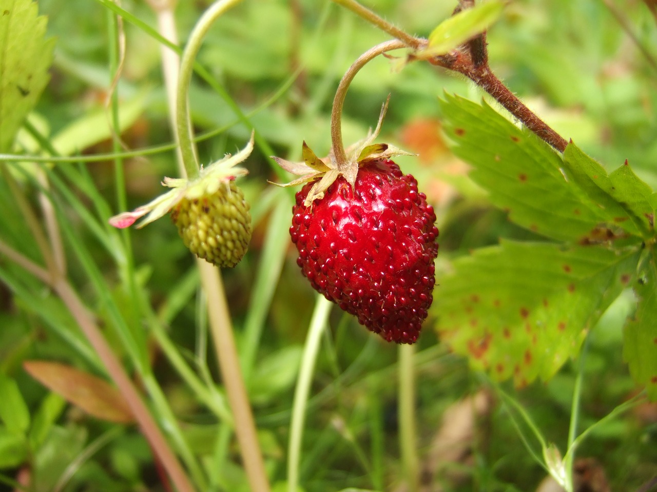 Uogos, Laukinės Braškės, Sodas, Gamta, Makro, Augalas, Vasara, Raudona, Nemokamos Nuotraukos,  Nemokama Licenzija