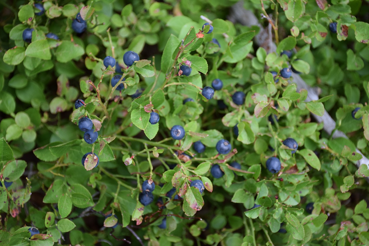 Huckleberry Ann