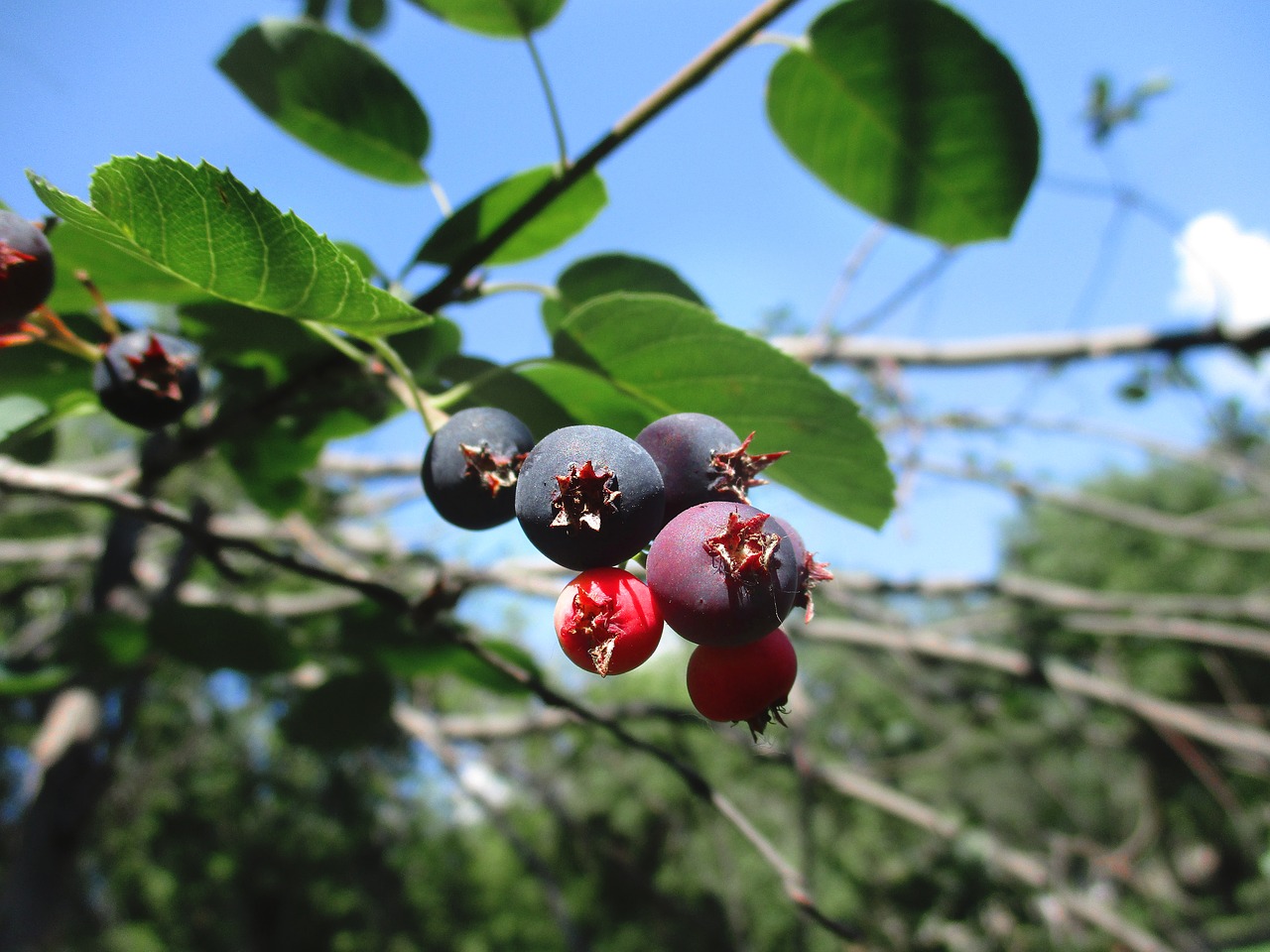 Uoga,  Saskatoon,  Sausmedis,  Saldus,  Caprifoliaceae,  Lapai,  Medis,  Krūmas,  Desertas,  Mėlyna