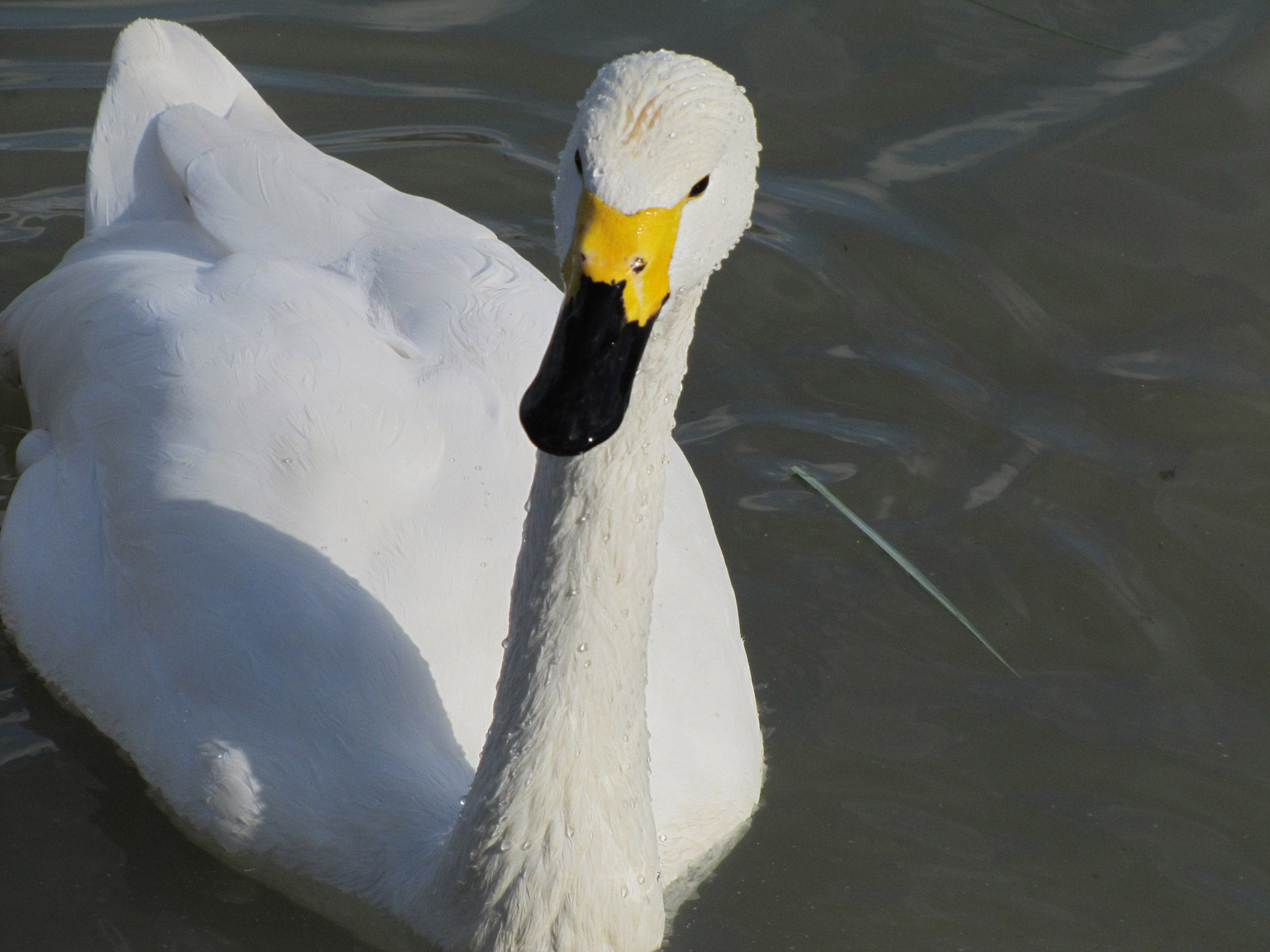 Bewick,  Gulbė,  Bewicko Gulbė, Nemokamos Nuotraukos,  Nemokama Licenzija