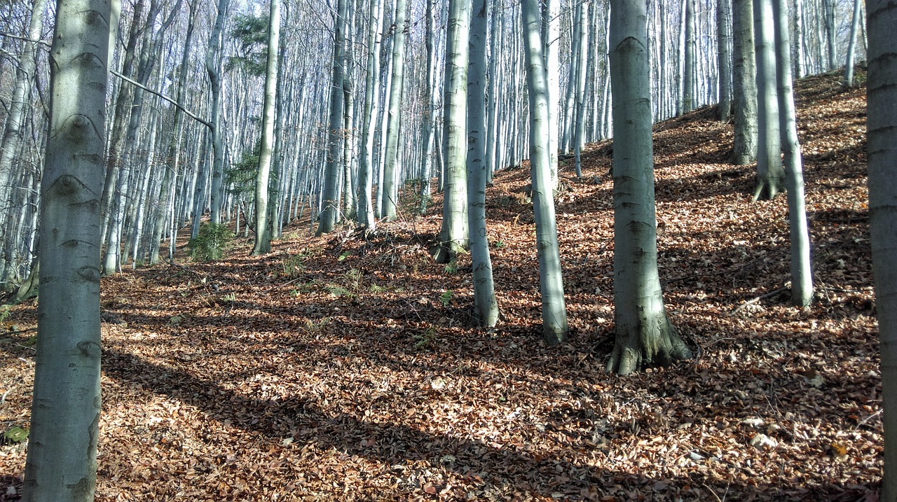 Beskidai, Lenkija, Kalnų Miškas, Žygiai, Medis, Vakarinės Pomeranijos Vaivadijos Buczyna, Nemokamos Nuotraukos,  Nemokama Licenzija