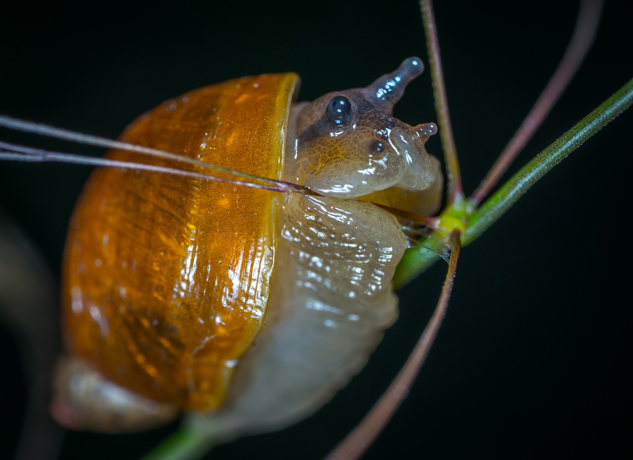 Bespozvonochnoe, Gamta, Gyvūnai, Sraigė, Ragai, Makro, Nemokamos Nuotraukos,  Nemokama Licenzija