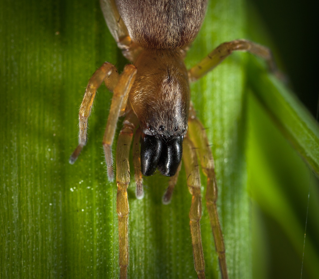 Bespozvonochnoe, Gyvoji Gamta, Gyvūnai, Gamta, Voragyviai, Voras, Makro, Nemokamos Nuotraukos,  Nemokama Licenzija