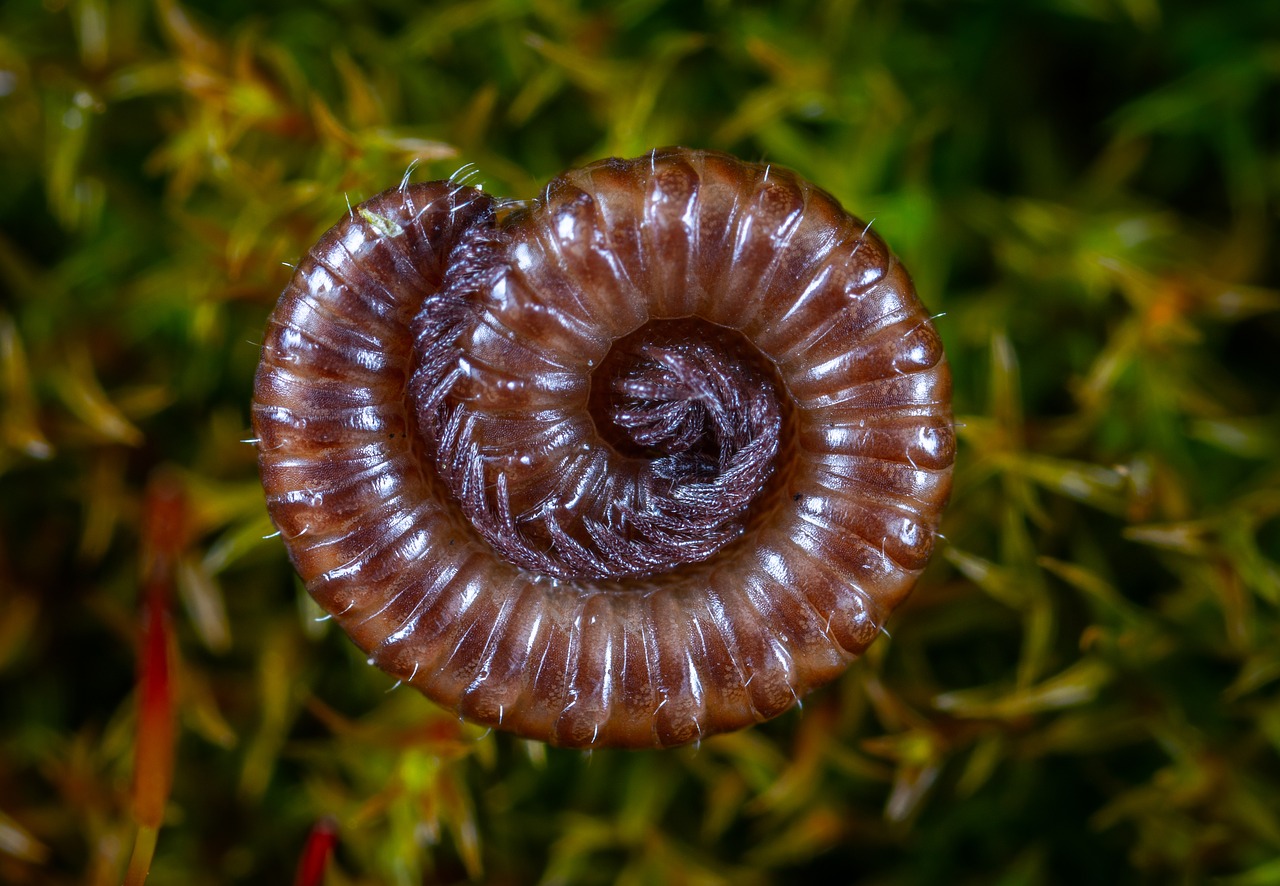 Bestuburis,  Pobūdį,  Close-Up,  Makro, Nemokamos Nuotraukos,  Nemokama Licenzija