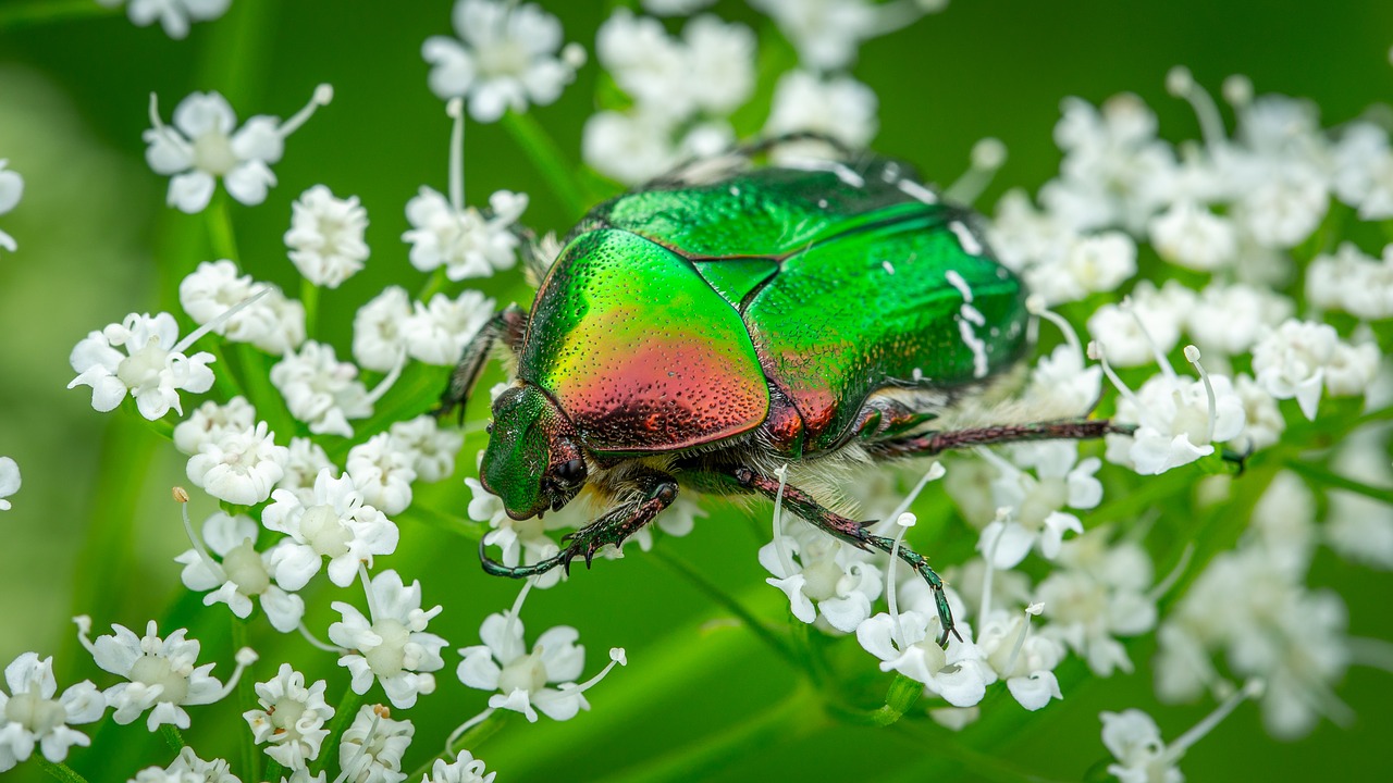 Bespozvonochnoe,  Vabzdys,  Coleoptera,  Vabaliukas,  Padangos Krašto Sluoksnis,  Gėlė,  Makro, Nemokamos Nuotraukos,  Nemokama Licenzija