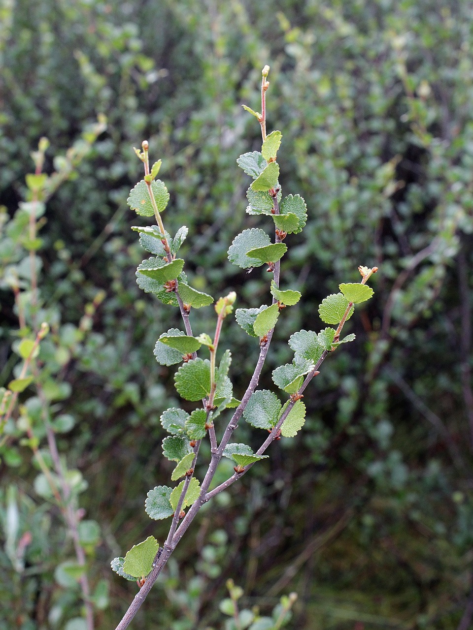 Betula Nana, Nykštukas Beržas, Medis, Augalas, Flora, Lapai, Tundra, Botanika, Nemokamos Nuotraukos,  Nemokama Licenzija