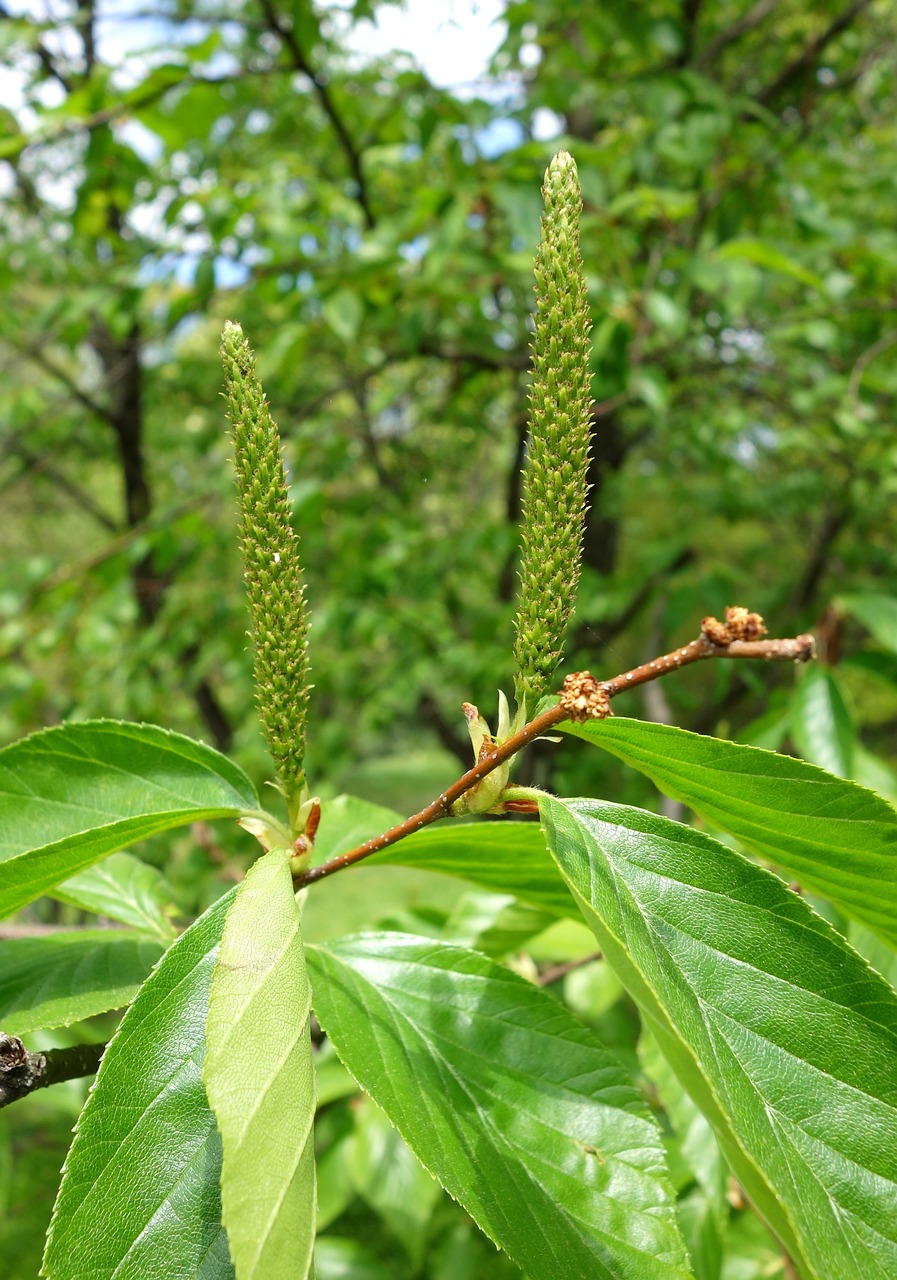 Betula Schmidtii, Botanika, Schmidto Beržas, Botanikos, Egzempliorius, Žiedynas, Medis, Flora, Nemokamos Nuotraukos,  Nemokama Licenzija