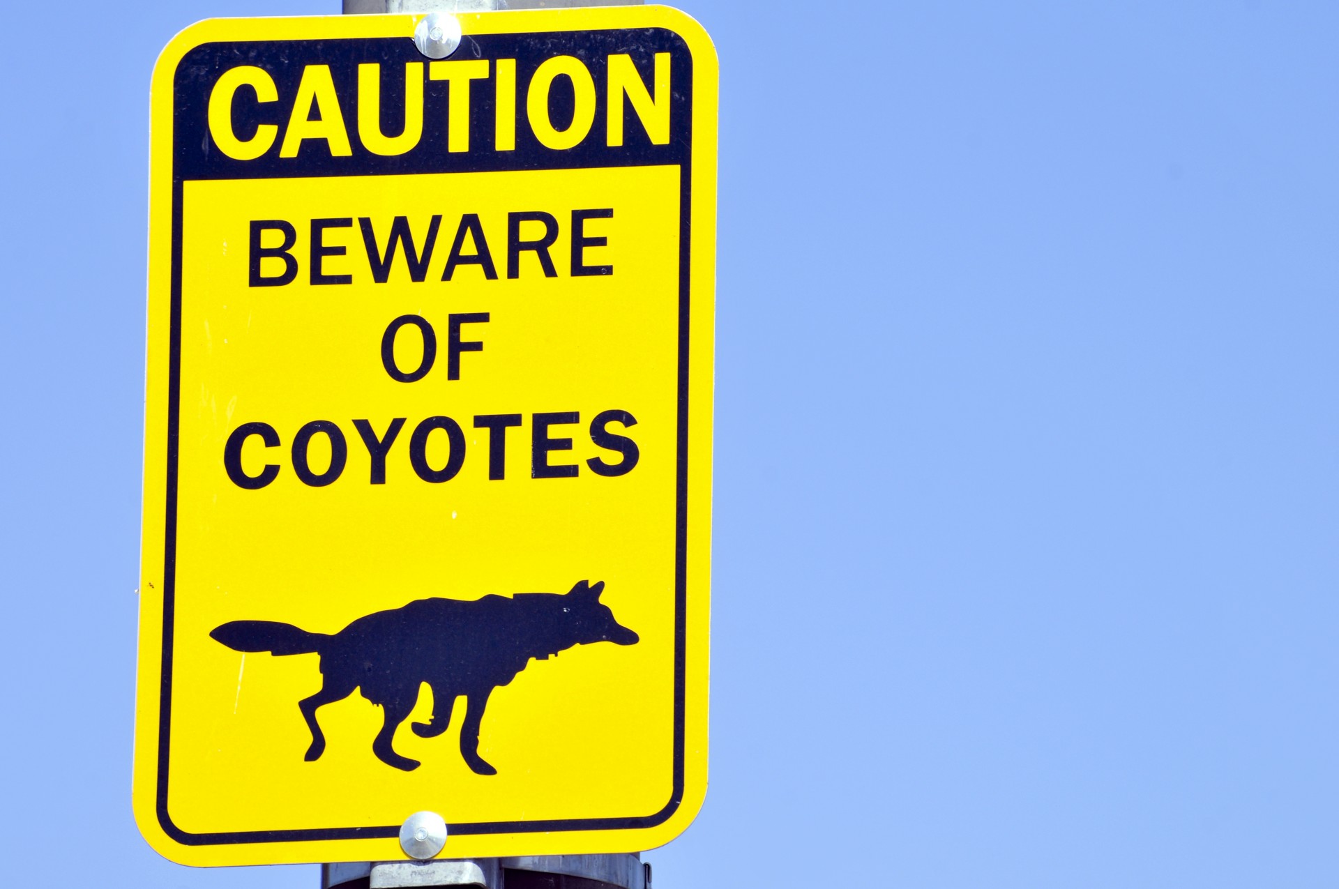 Kojotas,  Coyotes,  Pavojus,  Gyvūnas,  Ženklas,  Įspėjimas,  Ženklai,  Geltona & Nbsp,  Juoda,  Saugokitės Coyotes Ženklo